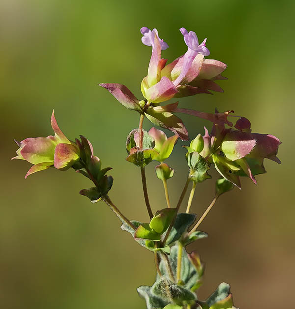 Origanum acutidens